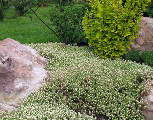 Sedum - en smuk blomst, foto af en plante