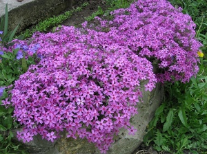 Subulaat phlox bloeit met zeer heldere bloemen.