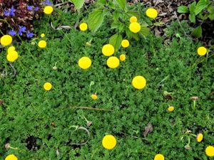 Kotula på en blomsterbed - bilde