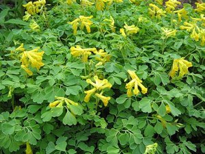 Corydalis flores amarillas con flores pequeñas.