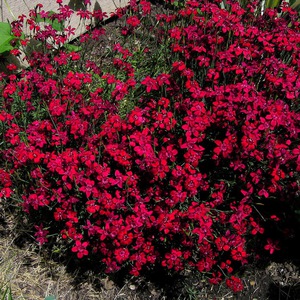 Nelke krautig - leuchtend rote Blüten.