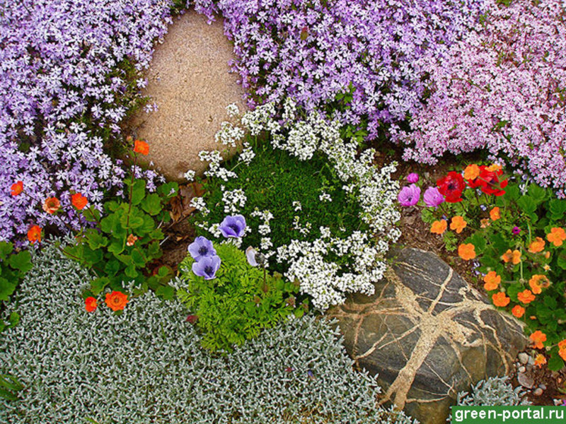 Ang mga bulaklak sa ground cover ay napakahusay sa hardin