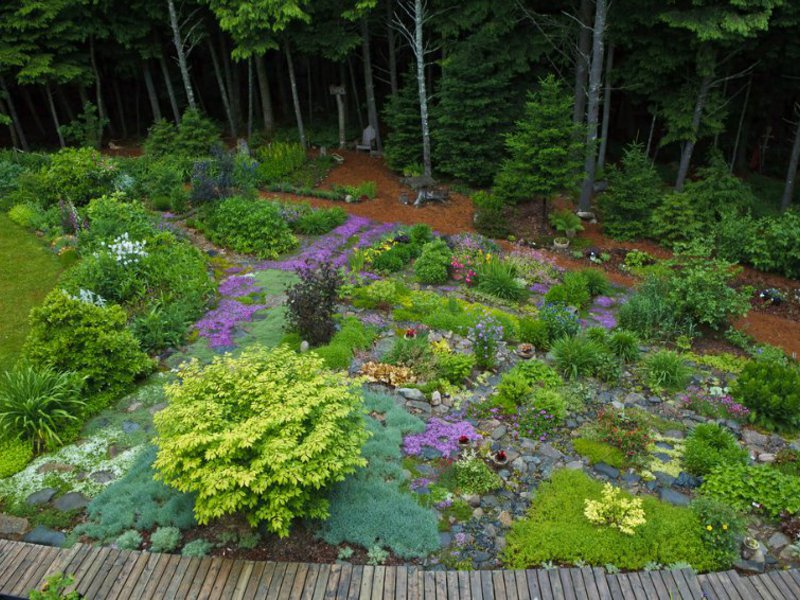 Las plantas que cubren el suelo ayudarán a crear un macizo de flores muy hermoso.