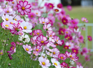 Kosmeya ist eine wundervolle Blume