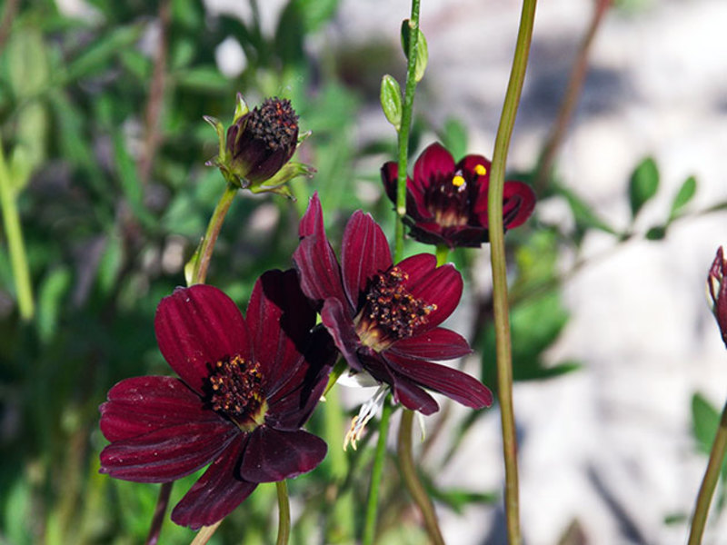 Plantació de llavors del cosmos