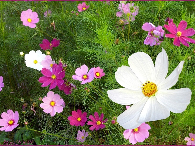 Mga seedling ng dobleng-feathery cosmos