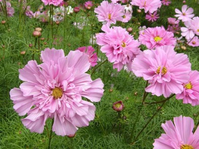 Kosmeya est une fleur merveilleuse