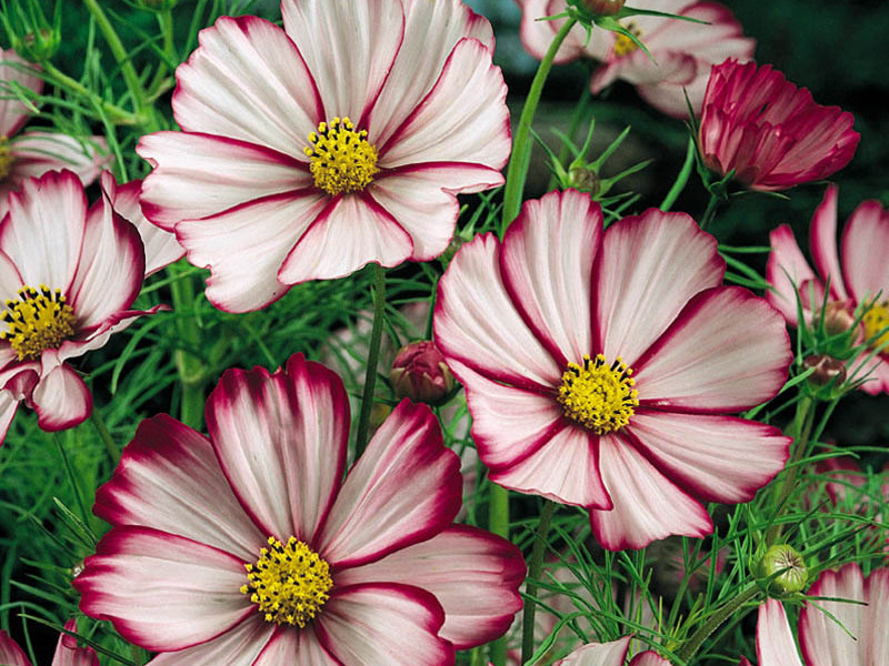 Cosmos zaailingen planten