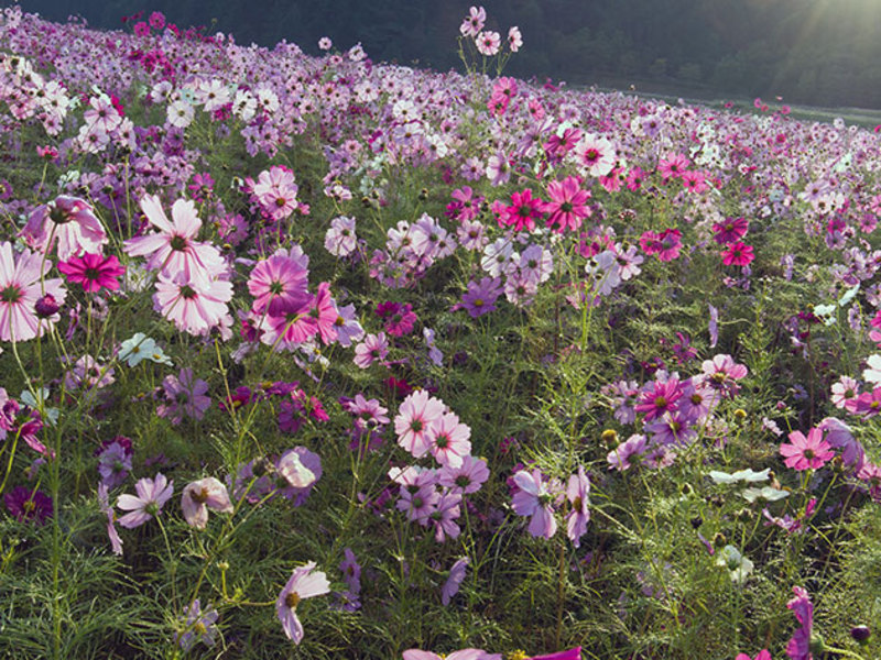 Flowering cosmos