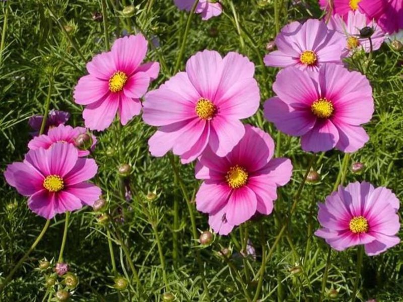 Flor del jardí de Kosmeya