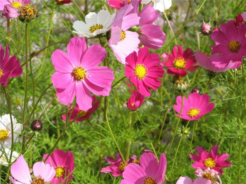 Kosmeya is een prachtige bloem