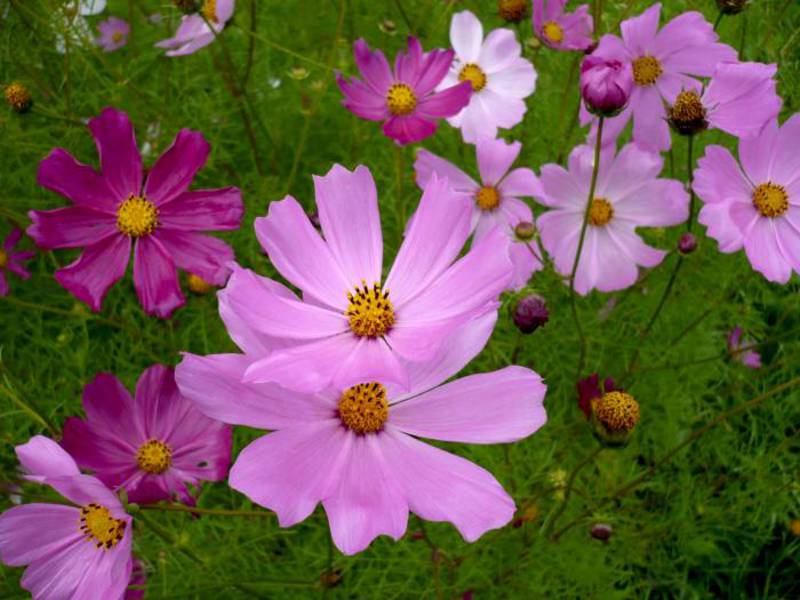 Buissons cosmos en fleurs