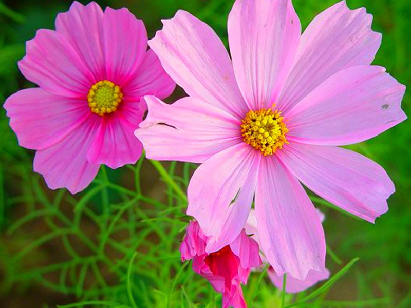 Growing cosmos from seeds