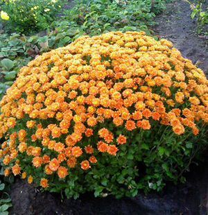 Paano mapalago ang isang chrysanthemum