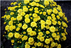 Reproduction of chrysanthemums