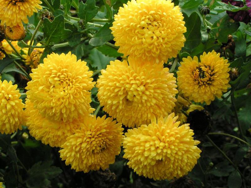 Tuin bloem chrysant