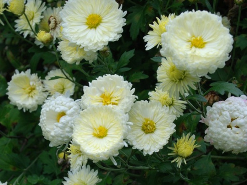 Paano magpalaganap ng mga chrysanthemum