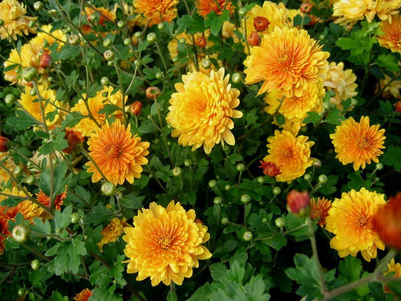 Yellow variety of chrysanthemums