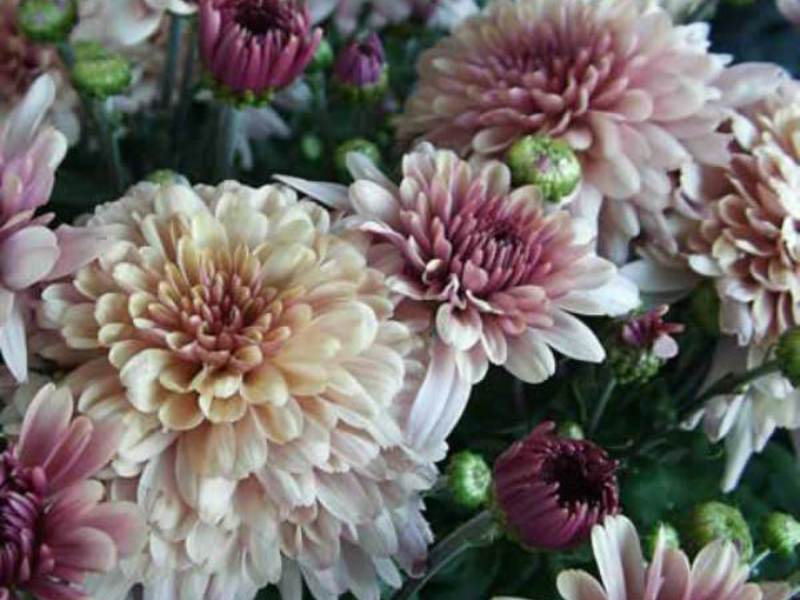 Grandes fleurs de chrysanthèmes