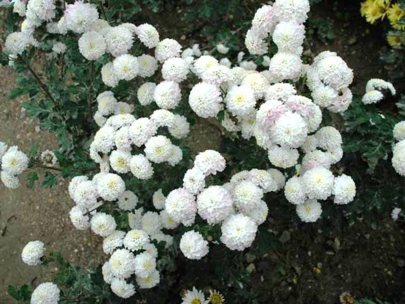 Chrysanthemenpflege