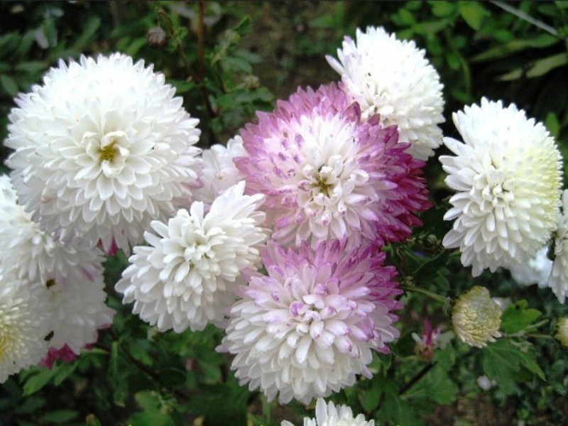 Perennial garden chrysanthemum