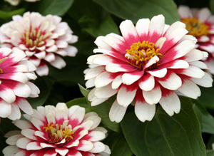 Variété de zinnia de jardin