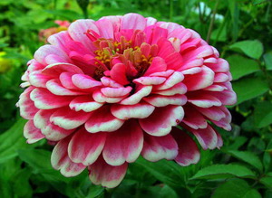 Reproduktion av zinnia