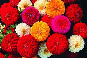 Zinnia berdaun sempit