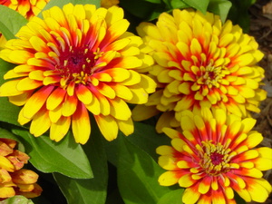 En härlig blomma som kallas zinnia