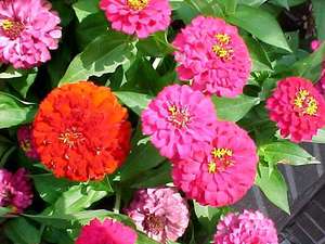 Comment le zinnia grandit