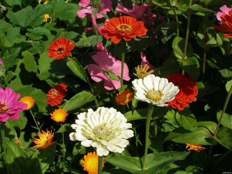 Nom des variétés de zinnia