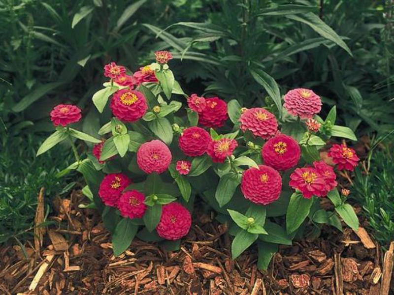 Come prendersi cura della zinnia