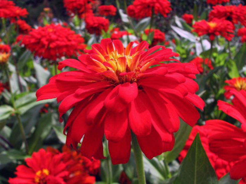 Zinnia blommor