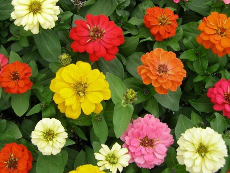 Tưới vườn zinnia