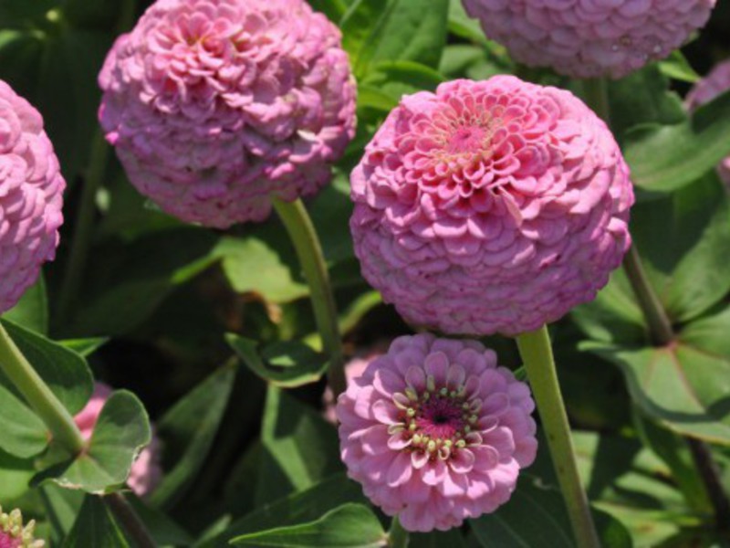 Comment faire pousser du zinnia