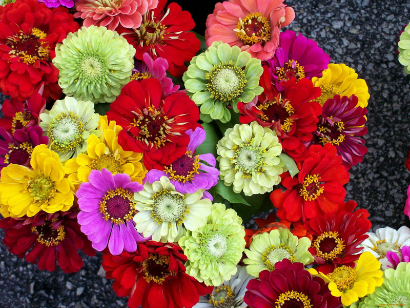 Zinnia blomma förökning