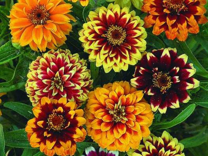 Nom des variétés de zinnia