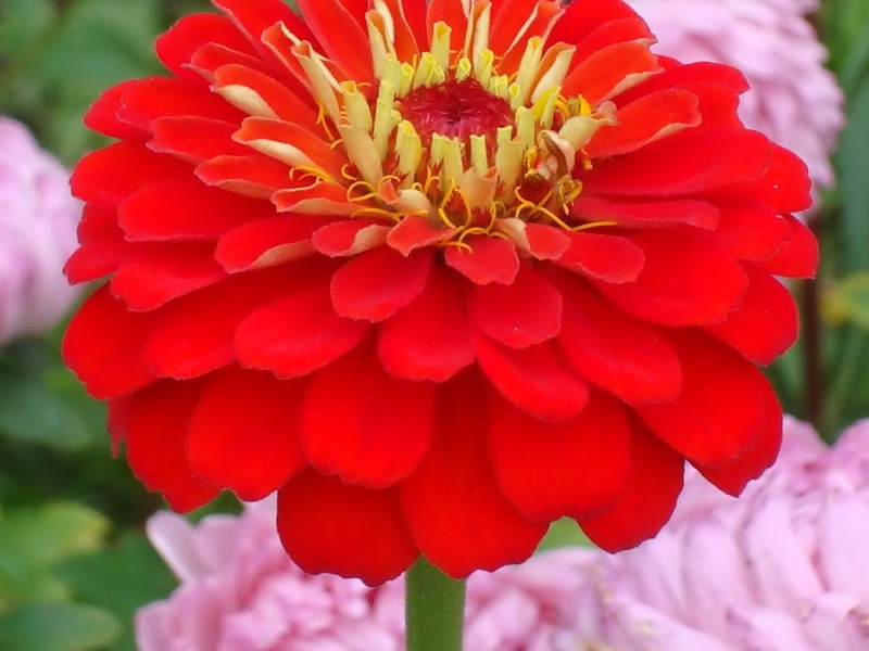 Zinnia crvena