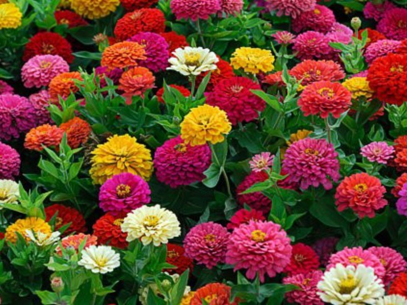 Màu hoa zinnia