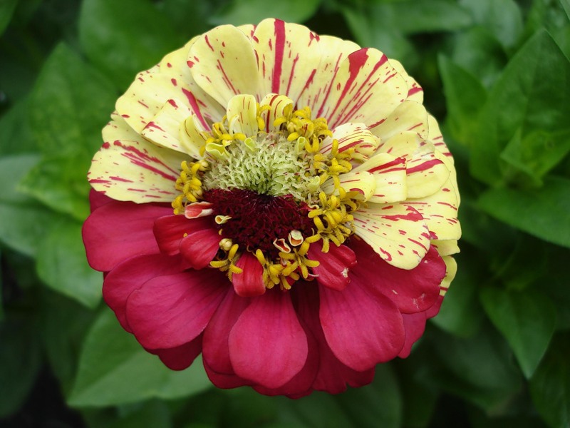 Variation och typ av zinnia