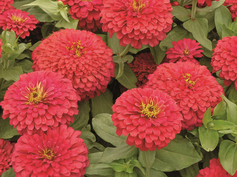 Quy tắc trồng hạt giống zinnia