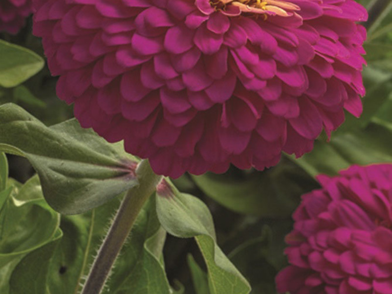 Fleurs de Zinnia