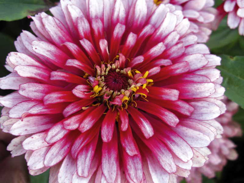 Comment semer une fleur de zinnia