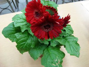 Gerbera iekštelpās