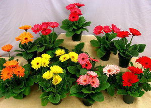 Gerbera et ses variétés