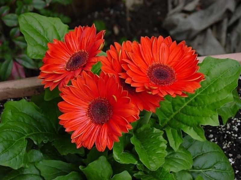 Wie man eine Gerbera in das Haus pflanzt