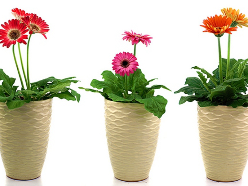 Soins Gerbera