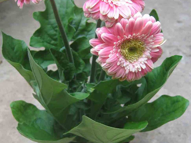 Gerbera iekštelpās