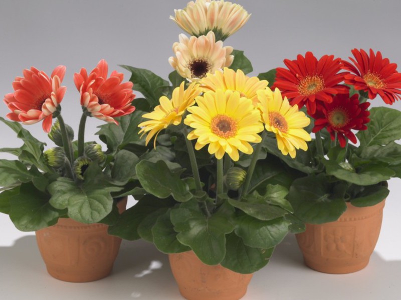 Variétés et types de gerbera