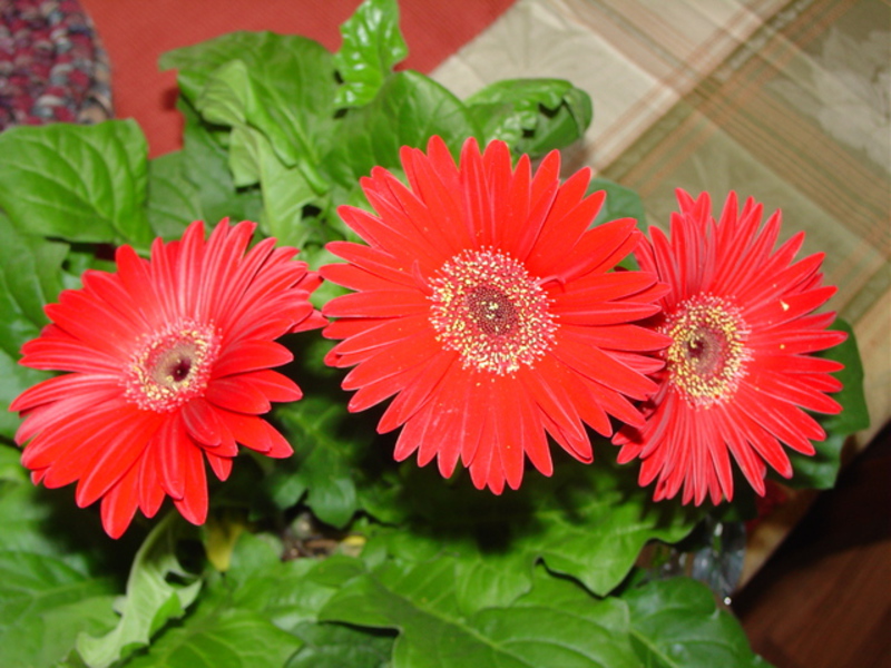 Blühende Gerbera